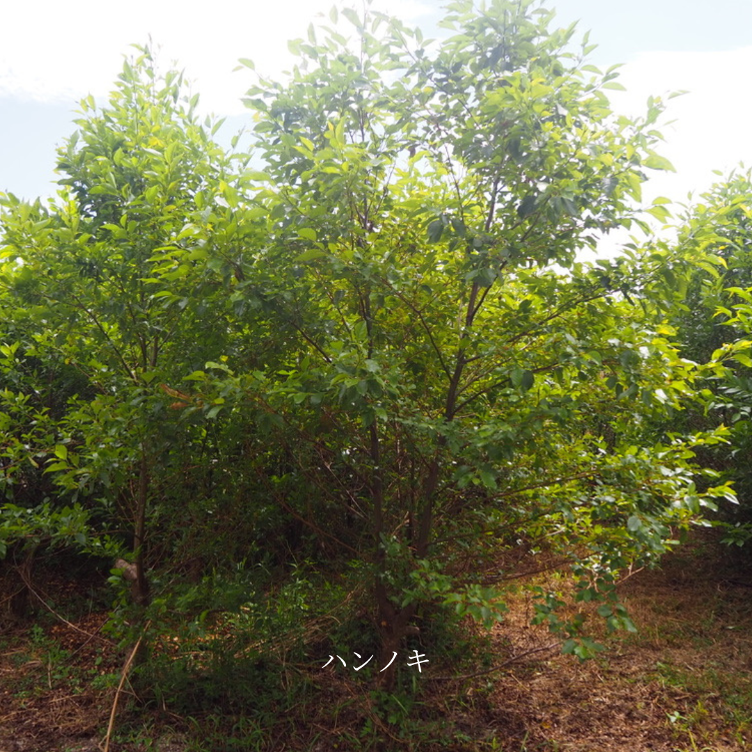 Face Mist <wood>/フェイスミスト<ウッド>